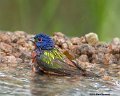 _B248594 painted bunting